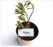pippa-plant
