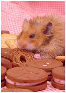 hamster_cookies